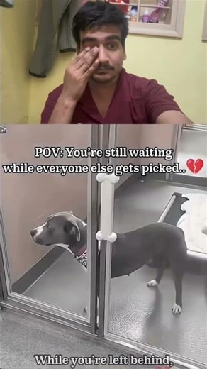 He just Watches Other puppies Get Adopted 💔