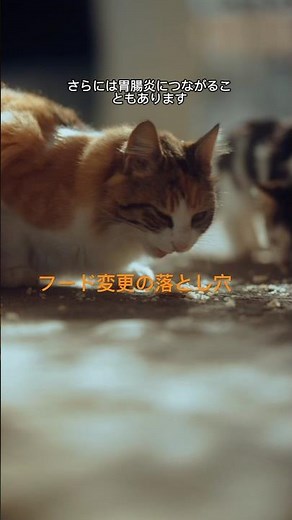 The real reason cats get diarrhea: What you need to know before changing your cat's food #CatHeal...