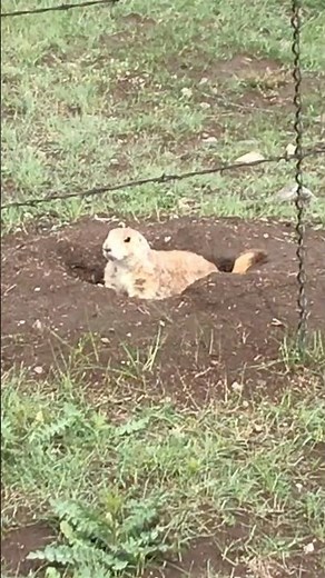 I Can’t Believe Prairie Dogs Sound Like THIS 😍
