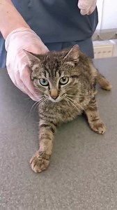 248K views · 6.2K reactions | Kaplan și puiuții ei au nevoie de...