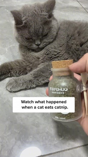 Catnip Tea for Cats: Benefits, How to Use, and Effects