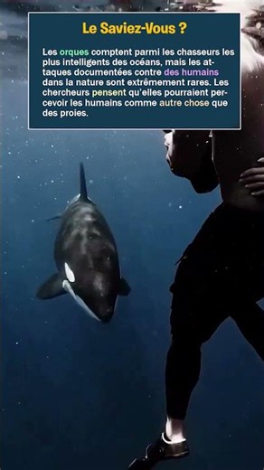 🐋🤯 Pourquoi les orques n’attaquent presque jamais les humains dans la nature