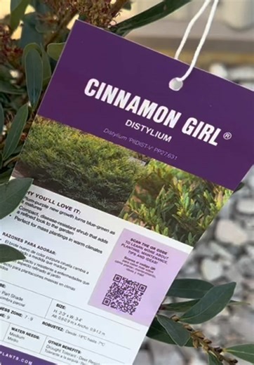 SPOTLIGHT SATURDAY‼️🌱 Need a hardy evergreen that performs year-round? Cinnamon Girl Distylium delivers dense growth, rich color, and easy care. #Distylium #CinnamonGirl #FirstEditions #EvergreenShrub #LandscapePlants #GardenCenter #PlantNursery #SouthernLandscaping #LowMaintenancePlants@First Editions Shrubs & Trees
