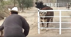 Cow Won’t Stop Crying For Her Missing Baby, Then Looks Through The Fence And Loses Control