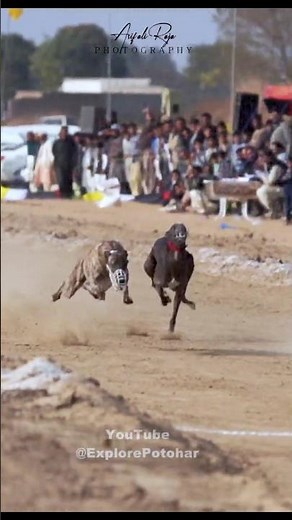 Greyhound Dori Track Race Parhal / Greyhound Lovers Speed Competition ‪@ExplorePotohar‬
