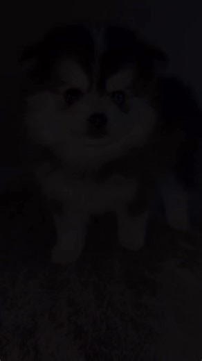 ✨ Our 2026 Wait List is NOW OPEN! ✨ If you’ve been dreaming of an Ocean View Pomsky… this is your moment. Our puppies are incredibly sought after, and joining the wait list is the only way to secure your spot for one of our 2026 babies. 💕🐾 We’re slowing down our program to focus on raising fewer, exceptional litters — which means limited spots and puppies placed before they’re even born. ✔️ Health-tested parents ✔️ Teacup Toy Mini & standard sizes ✔️ Raised in our home with kiddos, ENS & socia