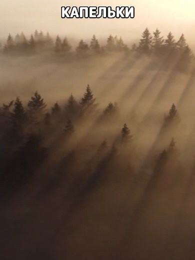 Exploring Life in the Mist: Fascinating Discoveries