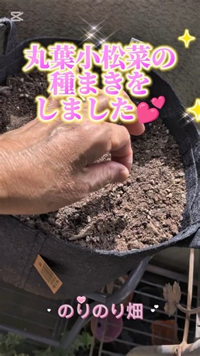 【日々のベランダ菜園】丸葉小松菜の種まきをしました💕 |今が秋冬野菜の種まき時期です♪#プランター菜園 #家庭菜園#ベランダ菜園＠norinoribatake