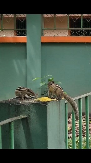 Beautiful Squirrels Squirrels are small rodents with slender bodies, bushy tails and large eyes. In fact, their fur is short, soft, cute and silky, and ranges in thickness from species to species. The color of their fur is also highly variable and can be whitish, gray, yellow, red, brown, or even black. These playful species are very gentle in nature and quite friendly with people. Let's find out why they love to snack itself all the time ? Do they love to play all the time ? And, is it really h