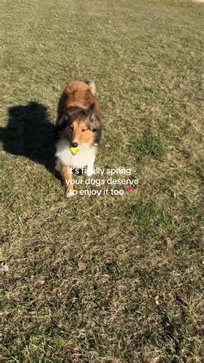 spring time is upon us & it’s their first time living too so get outside with your dogs🌷💗✨ #springtime #dogsoftiktok #touchgrass #gooutside #sun