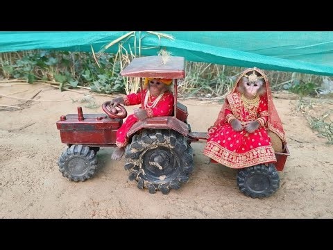 🐵🚜 Monkey Bride & Groom Tractor Ride | Funny Wedding Baraat Kids Video