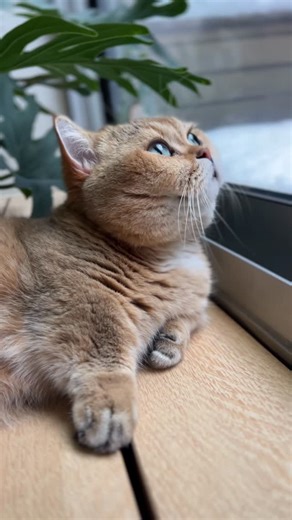 Loki de Mars on Instagram: "The snow came a couple of days late for a white Christmas, but it’s okay, I am still in a very Christmas mood ❄️☃️🎄 #loki #munchkin #catlover #catloversclub #Scottishstraight #catsofinstagram #cat #meow #catfrommars #catsofworld #kittens_of_world #instacat #cats #chat #catofinstagram #catgram #cats_of_instagram #曼赤肯 #貓 #短足 #短腿貓 #고양이 #neko"