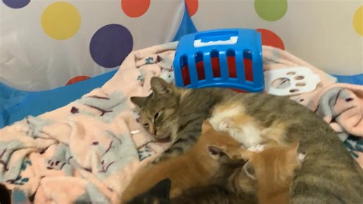 They have grown so much I missed them so much Mittens comes to feed the babies then I told them I had go home for the night | Elizabeth Carroll
