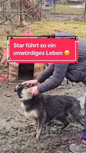 Star: Suche nach einem sicheren Zuhause