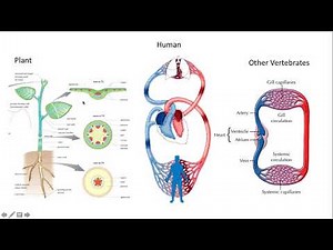 3.1 Transport System in Organisms (Science From 3 DLP)