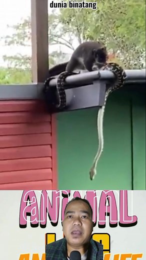 10K views · 25 reactions | Oppossum nekat menghampiri python #pythonvsoppossum | Funny animals | Facebook