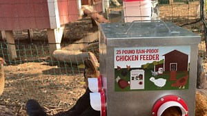 Watch Rain Proof Metal Chicken Feeder 25 Pounds on Amazon Live
