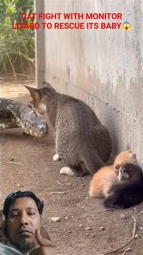 Cat Fight With Monitor Lizard To Peotect Kittens😱#mamacatlovers #kittenrescue #catrescue, #kittenday
