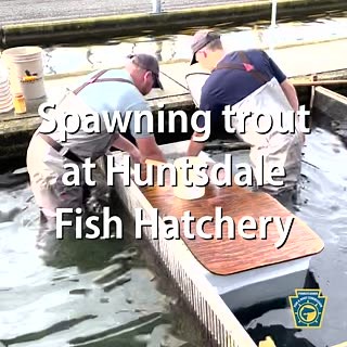 71K views · 469 reactions | Spawning rainbow trout at Huntsdale State Fish Hatchery ... ▪️ 18 months from egg to adult trout ▪️ 3,000 eggs per female ▪️ 500,000 fish produced annually | Pennsylvania Fish and Boat Commission | Facebook