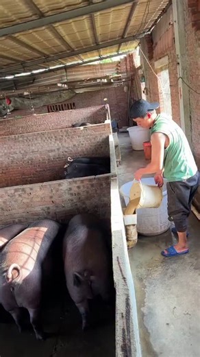 14K views · 40 reactions | 3 Ways to Raise Pigs for BIG Farmhouse...