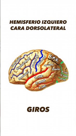 Hemisferio cerebral (cara dorsolateral): giros y cisuras | Neuroanatomía