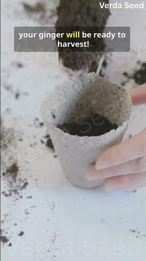 Grow Endless Ginger at Home — Simple Step-by-Step Guide