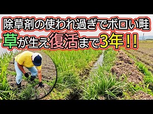 【あぜ 復活！】除草剤を撒かれ過ぎてボロボロだった畦（あぜ）が3年で草が生えて復活しました！