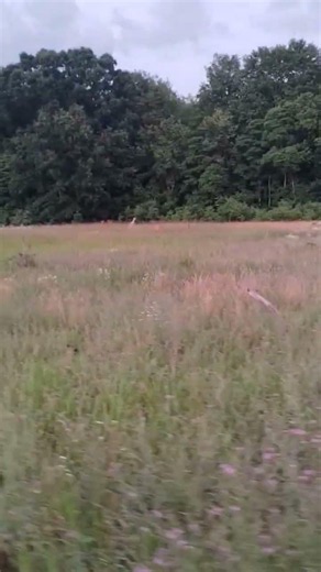 love riding in the field in the evening to see all the deer
