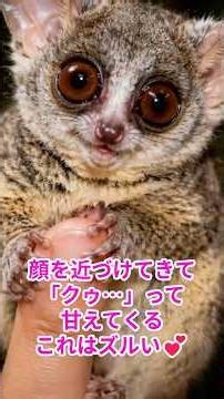 【ショウガラゴ】最強にかわいい夜行生物 #動物雑学 #ショウガラゴ #かわいい動物 #夜行性 #癒し #豆知識