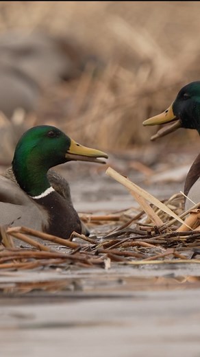 Little mallard drake chatter in the marsh !! - - - #mallard #duck #wildfowl #waterfowl #ducks #mallards #wildlife #wildanimals #wildlifeplanet #duckseason #springmigration | Matthew Ryan Bielski