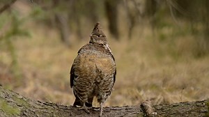 The Male Ruffed Grouse bird makes a distinct drumming noise by flapping its wings repeatedly and getting faster and faster. | Feile Case | Facebook