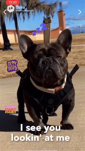 PuppyPro Whelping on Instagram: "Seems super accurate!! Love this!! Thank you Quinn Doug #frenchie #fyp #funnyanimals #lsu #fypage"