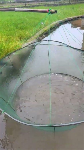 Secrets of Pond Fishing: Catching Fish with a Net - Ultimate Guide