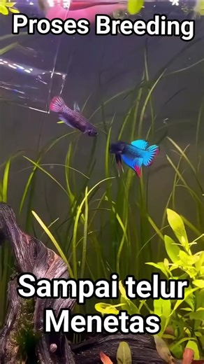 Proses Breeding Ikan Betta Wild dan Hasilnya