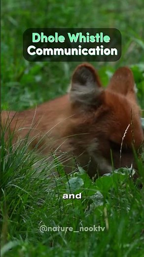 Dhole Whistle Communication