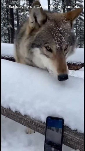 Amazing Live Call! Woman Contacts Her Family's Beloved Wolf Friend (Tame Wolf Interaction). 🥰