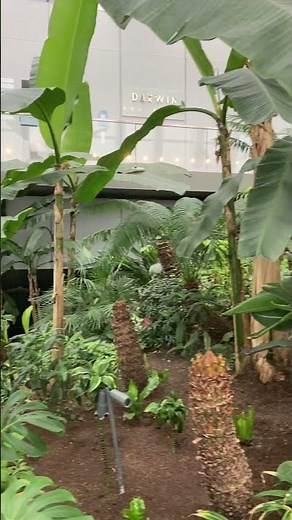 London's Sky Garden: A Breathtaking Perspective #london #travelguide #nature