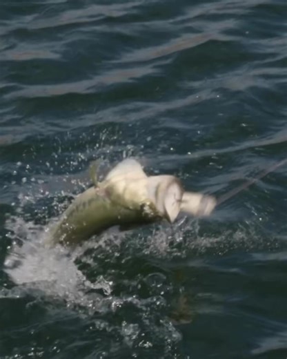 1.9K views | The COMBAT RAT has landed here at DT! This awesome...