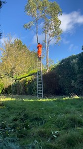 Eucalyptus tree reduction | Tip Top Trees And Hedges
