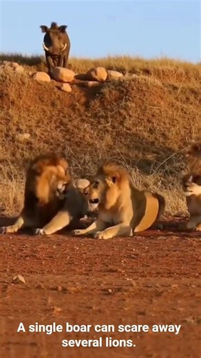 A single boar can scare away several lions. #wildlife #funny #ytshorts