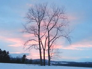 The Way to Save Trees