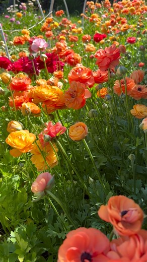 Galena Berkompas • Urban Flower Farm • Education on Instagram: "The magic of these spring flowers is real every season! I’m starting hundreds of ranunculus and anemones this year for long weeks of spring blooms. Possibly my very favorite thing to do in fall, for the promise and beauty they bring! . . . . . #ranunculus #spring #flowers"