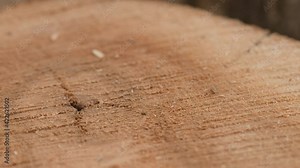 Cross section of a very old tree with countless tree rings demonstrative of age. Large circular piece of wood cross section with concentric tree ring texture pattern and cracks
