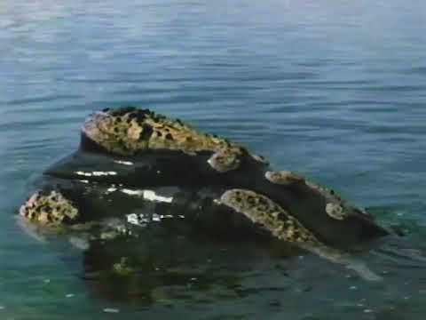 Whales An Unforgettable Journey ia