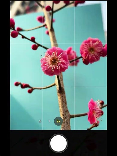 Mastering Flower Photography with Cardstock