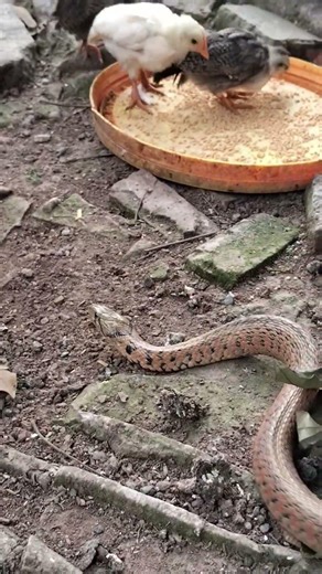 The snake crawled into a flock of chickens eating grain while observing. #NationalInstituteofBiol...