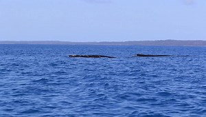 312K views · 2.7K reactions | Some of our spectacular singing in the bay yesterday - thanks to Mark Franklin of Oceania Project for his super hydrophone - sound on  | Blue Dolphin Marine Tours | Facebook