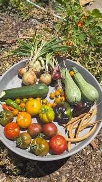 harvest time!