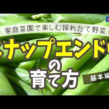 スナップエンドウの育て方【園芸】コーナン