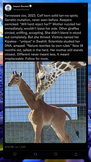 The Spotless Giraffe That Shocked the World 🌍🦒